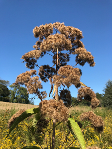 Photo By: Stephen M. Young. Photo taken: Nassau County, NY on 25 September 2019